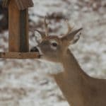 Deer Removal