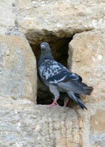 Pigeon in hole in wall